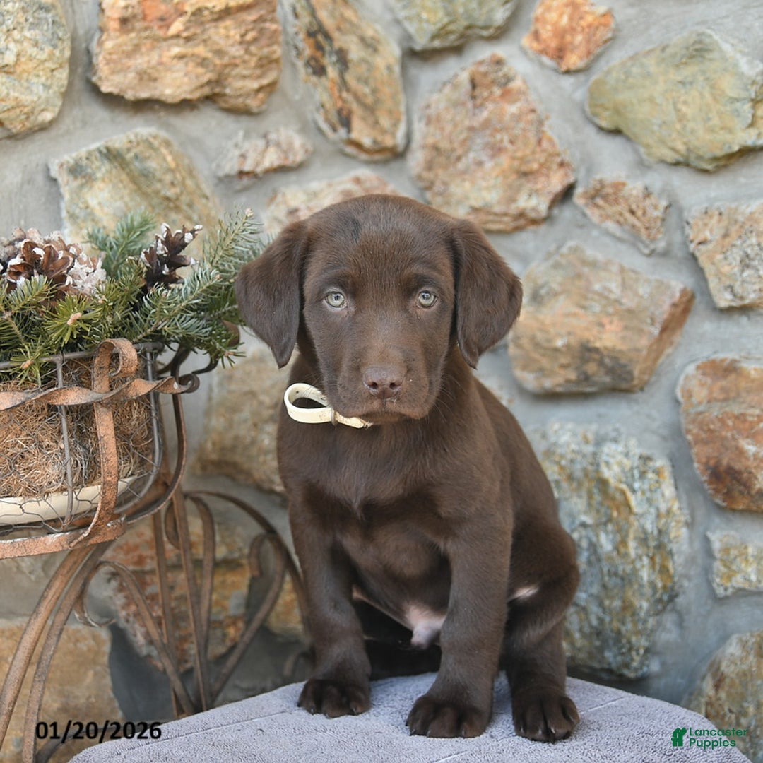 Labrador Retriever dogs for sale: Jaden  - Ad 1