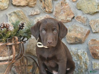 Labrador Retriever dogs Jaden - Ad 17