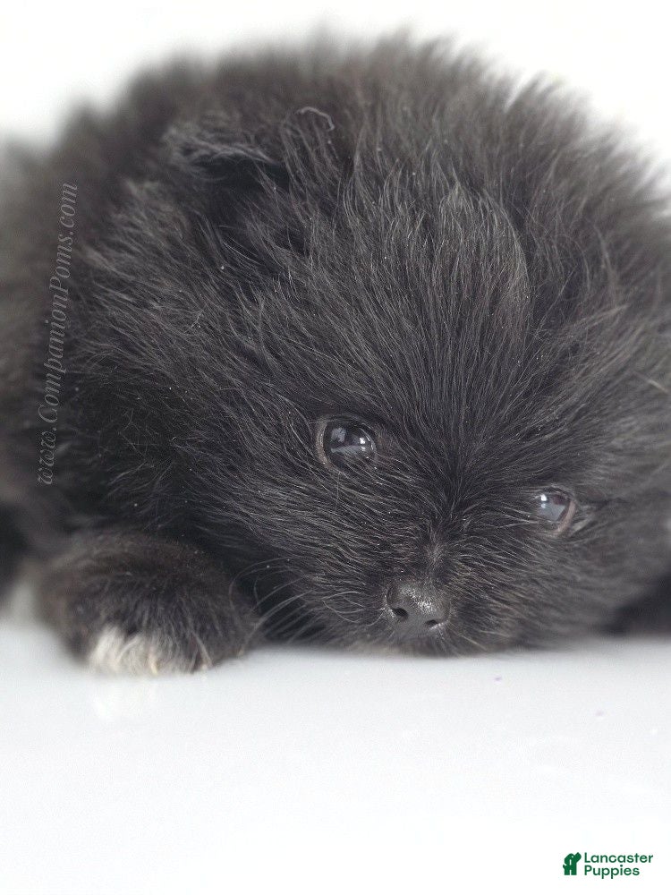 Pomeranian dogs Bubble's Black Boy - Ad 2