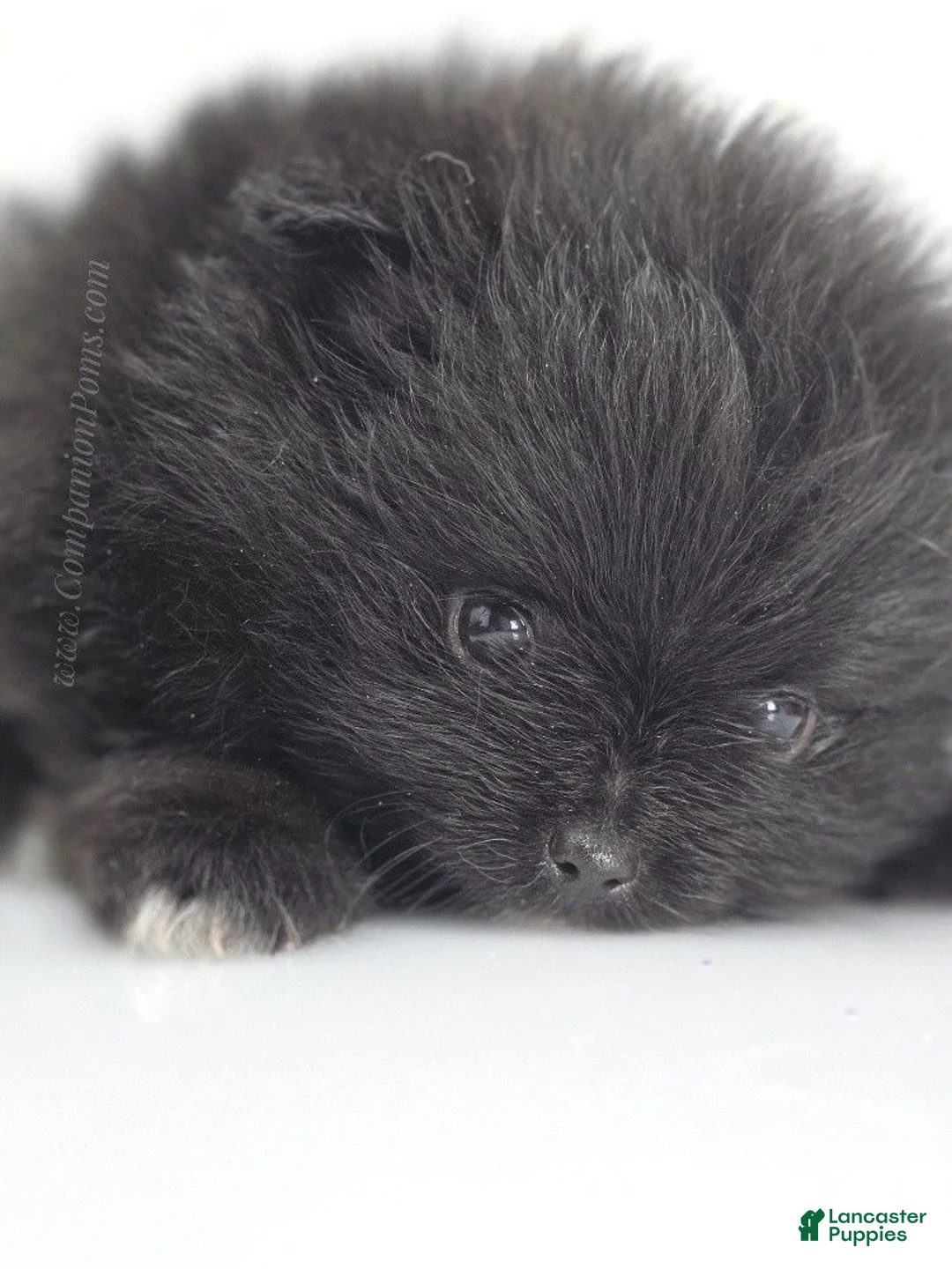 Pomeranian dogs for sale: Bubble's Black Boy - Ad 2