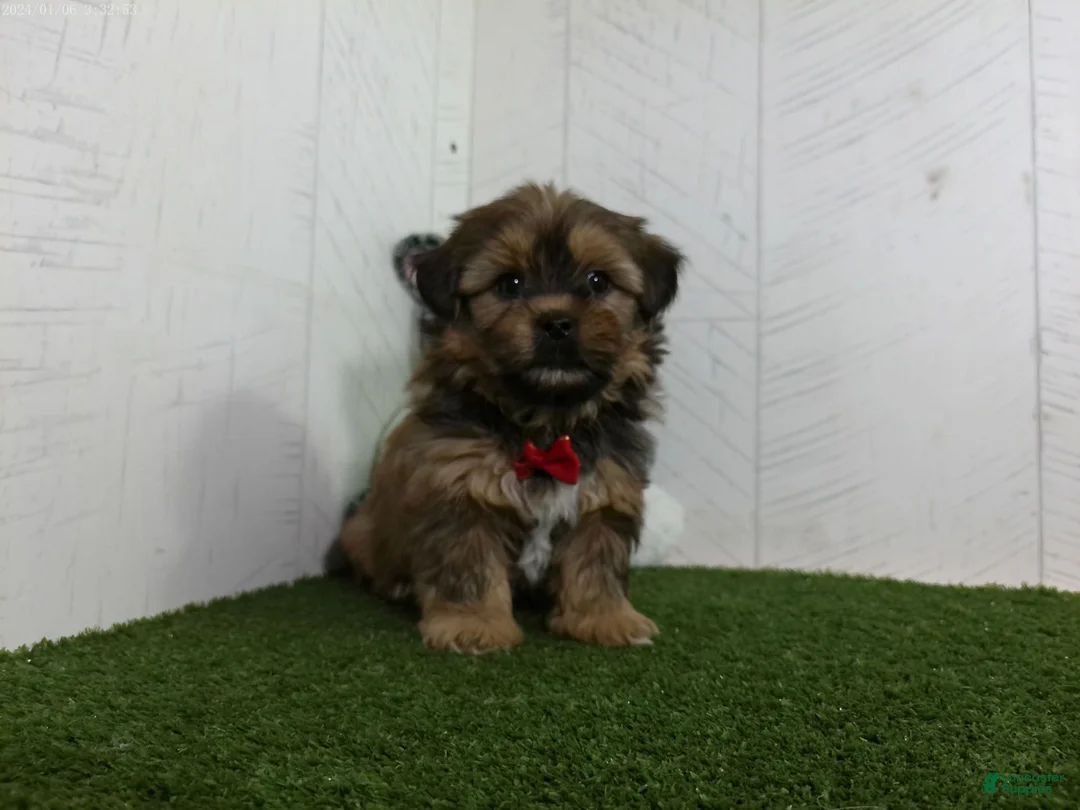 Gallery Image {{count}}