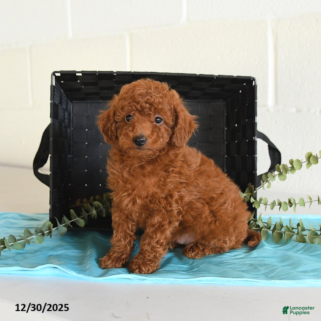 Toy Poodle dogs for sale: Teddy - Ad 3