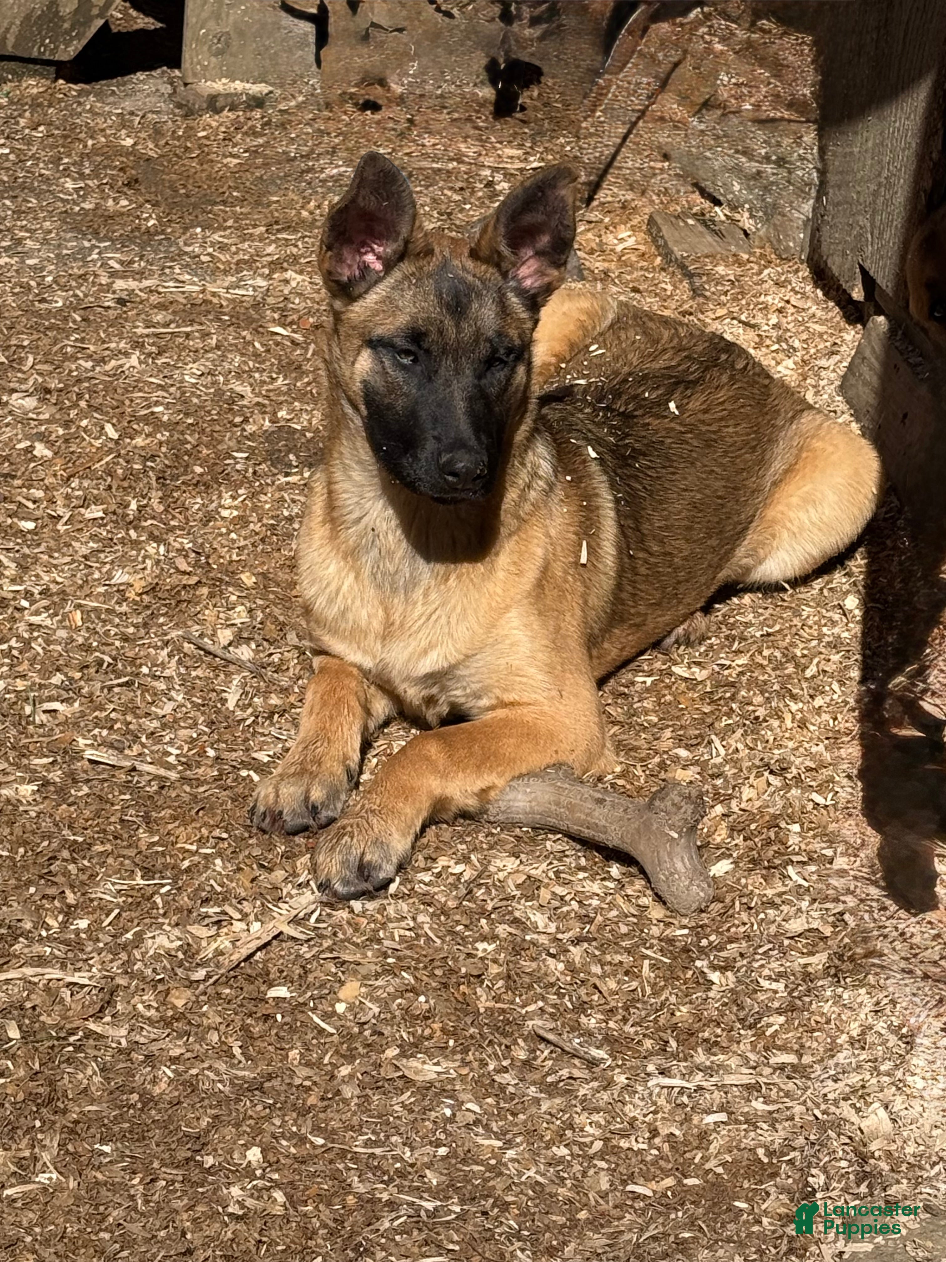 Mixed Breed dogs Dark pink Collar - Female Fawn - Ad 32