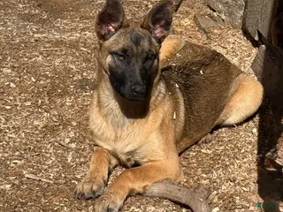 Mixed Breed dogs Dark pink Collar - Female Fawn - Ad 32