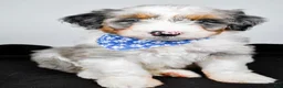 Aussiedoodle dogs for sale: Milo - Ad 5
