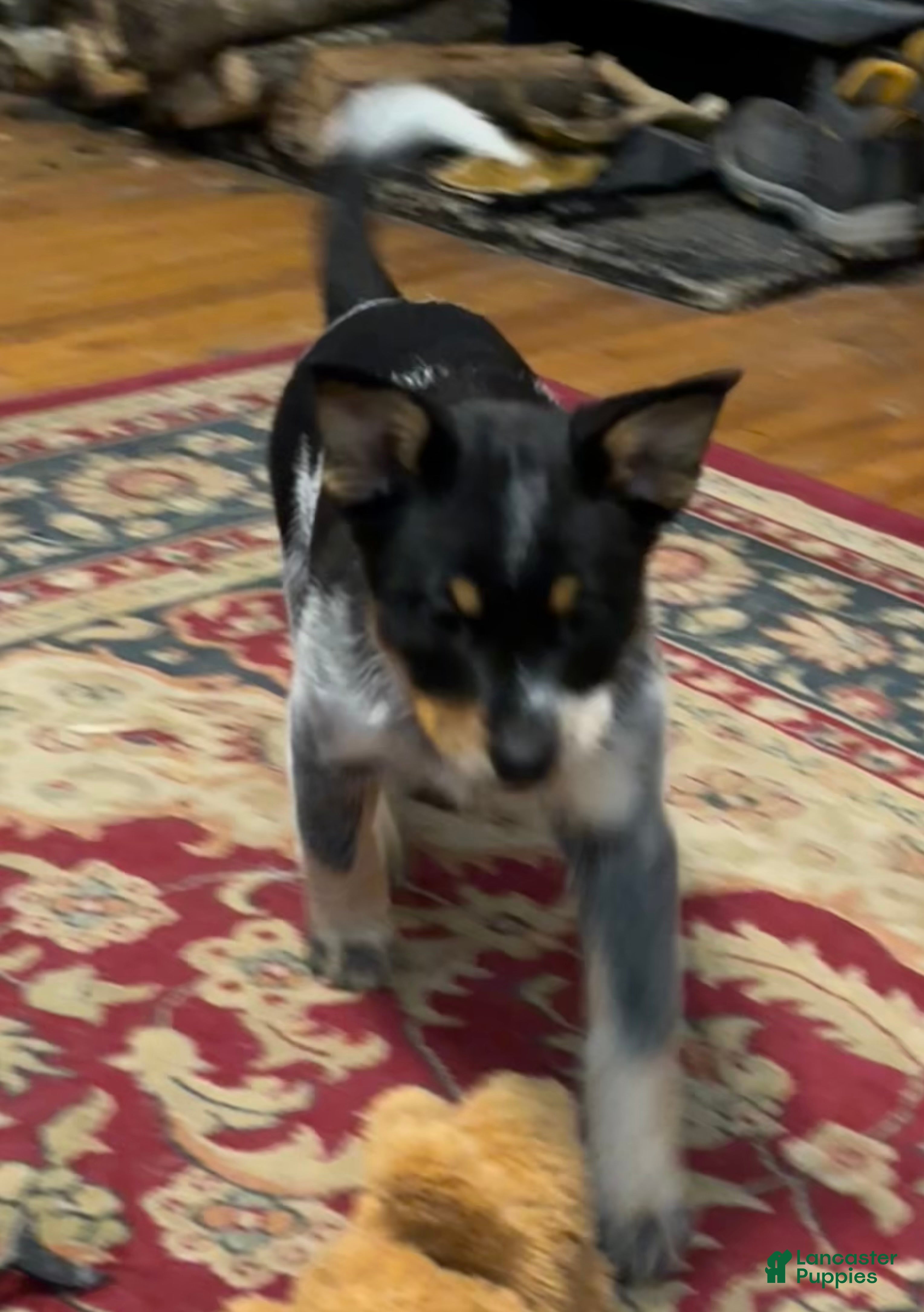 Australian Cattle Dog dogs Jigsaw - Ad 22