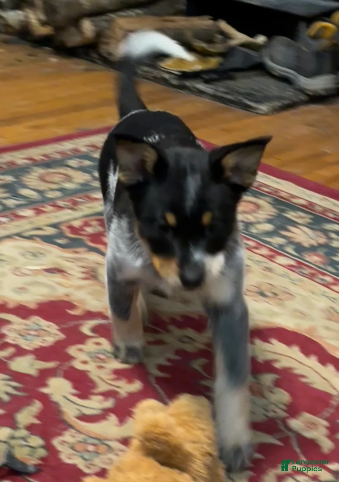 Australian Cattle Dog dogs for sale: Jigsaw - Ad 4