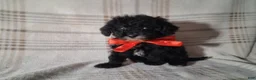 Miniature Poodle dogs for sale: Miniature Poodle Puppy 2 - Ad 1