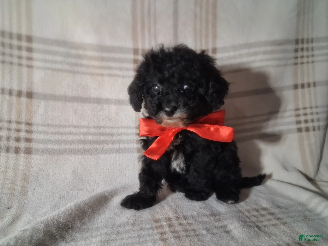 Miniature Poodle dogs for sale: Miniature Poodle Puppy 2 - Ad 1