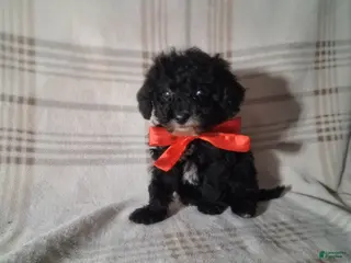 Miniature Poodle dogs Miniature Poodle Puppy 2 - Ad 34