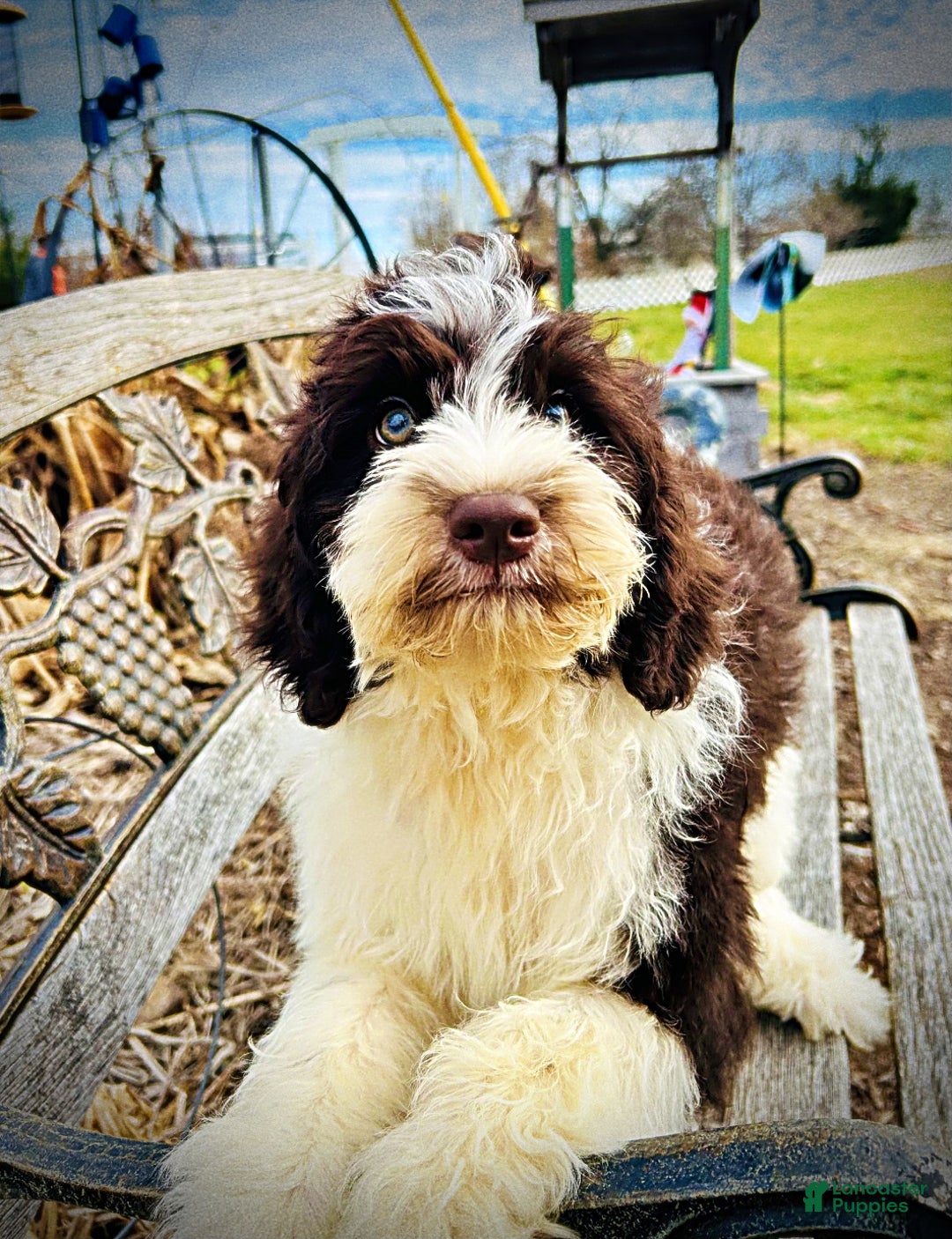 Havapoo dogs for sale: Priscilla - Ad 1