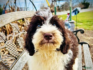 Havapoo dogs Priscilla - Ad 10