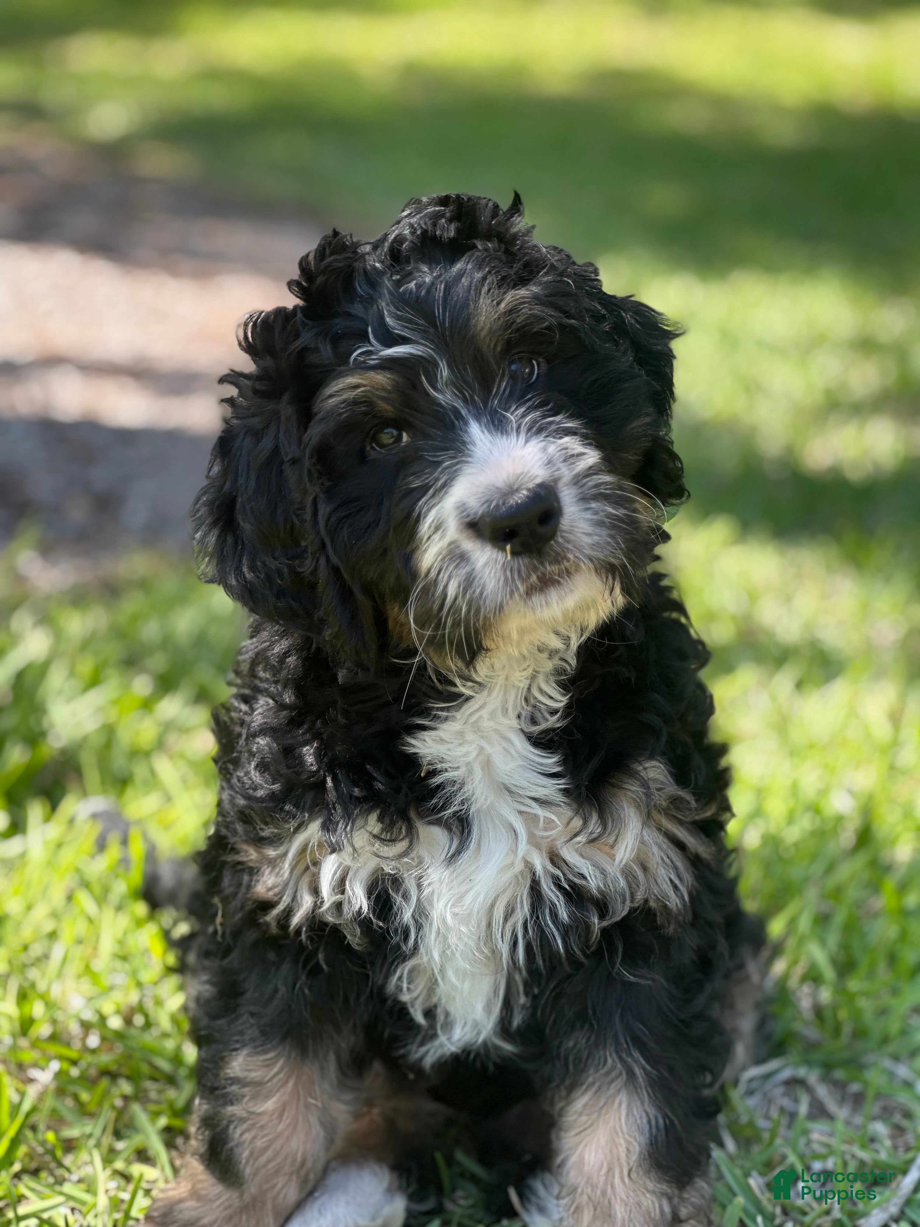 Bernedoodle dogs Annie  - Ad 1