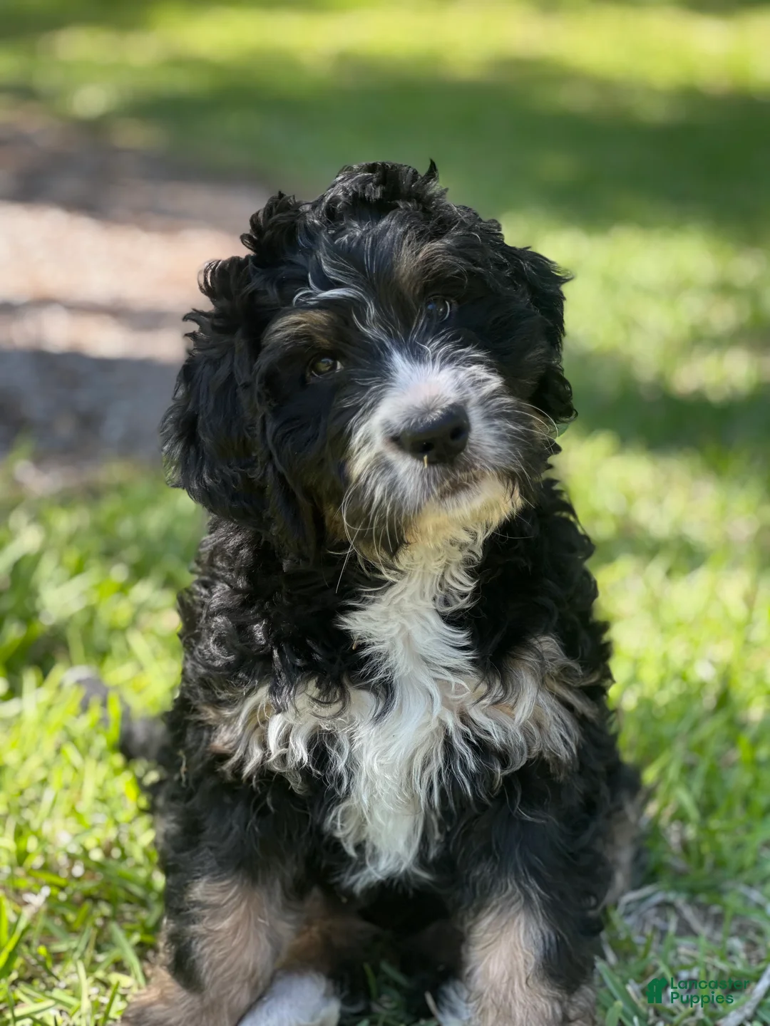 Bernedoodle dogs for sale: Annie  - Ad 1