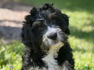 Bernedoodle dogs for sale: Annie - Ad 2