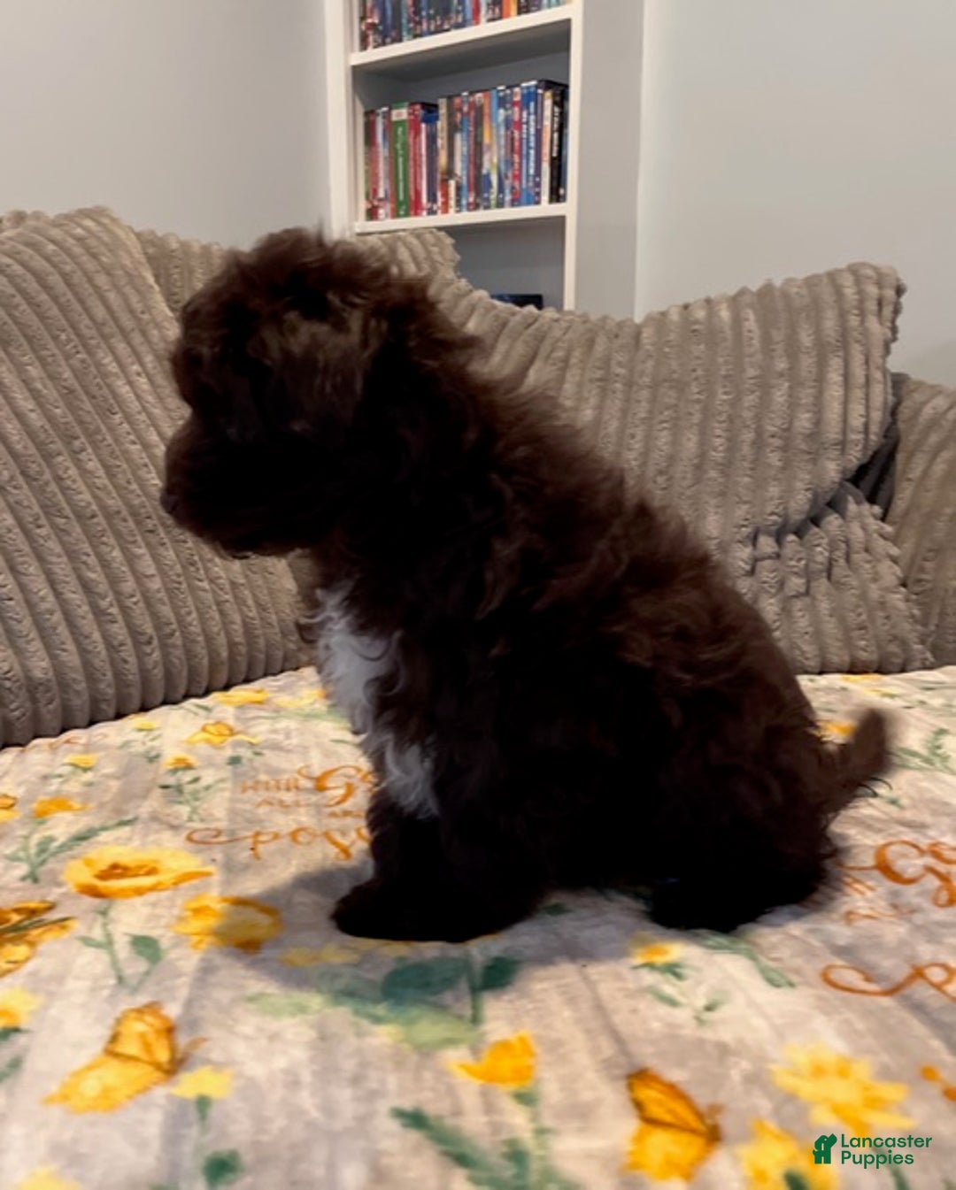 Pomapoo dogs for sale: Kevin - Ad 12