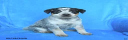 Australian Cattle Dog dogs for sale: Emma - Ad 3