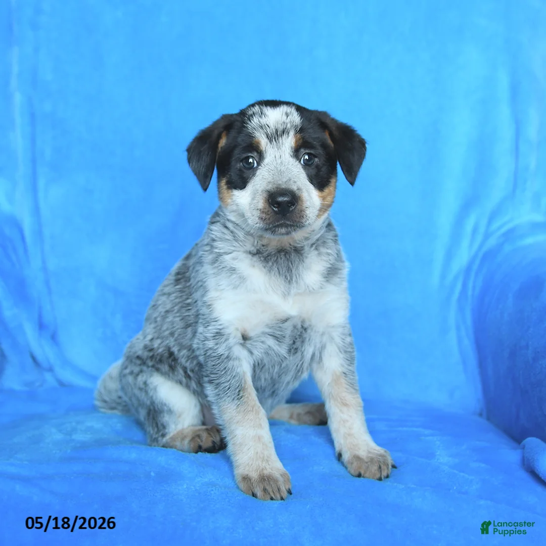 Australian Cattle Dog dogs for sale: Emma - Ad 3