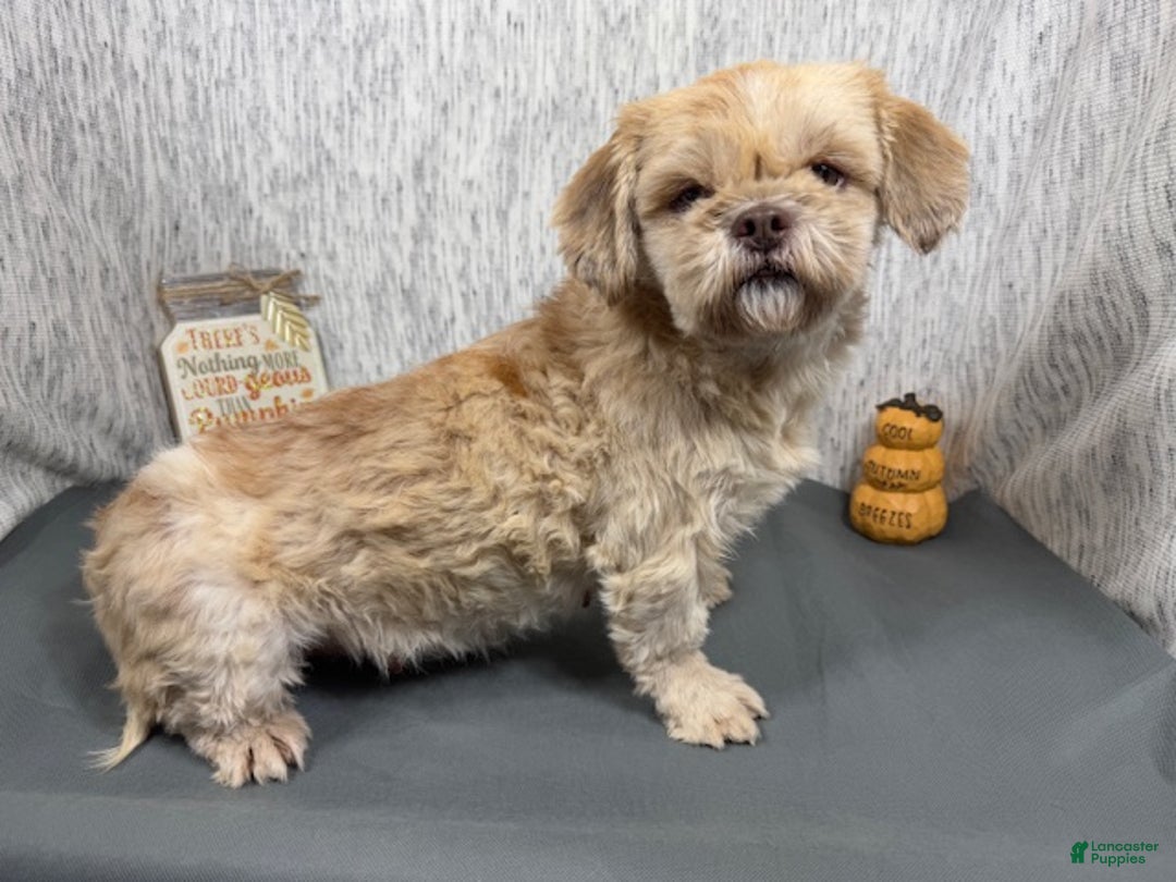 Shih Tzu dogs for sale: Shih Tzu Puppy 1 - Ad 4