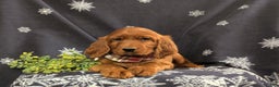 Irish Setter dogs for sale: Diesel - Ad 6