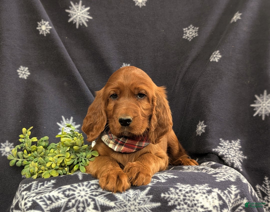 Irish Setter dogs for sale: Diesel - Ad 6
