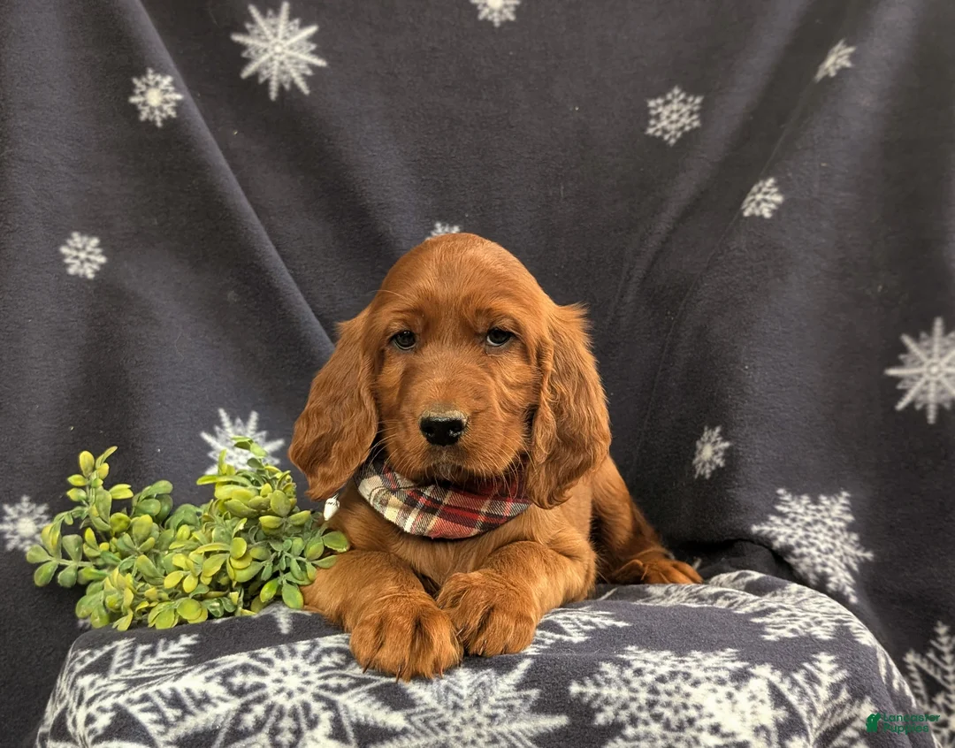 Irish Setter dogs for sale: Diesel - Ad 6