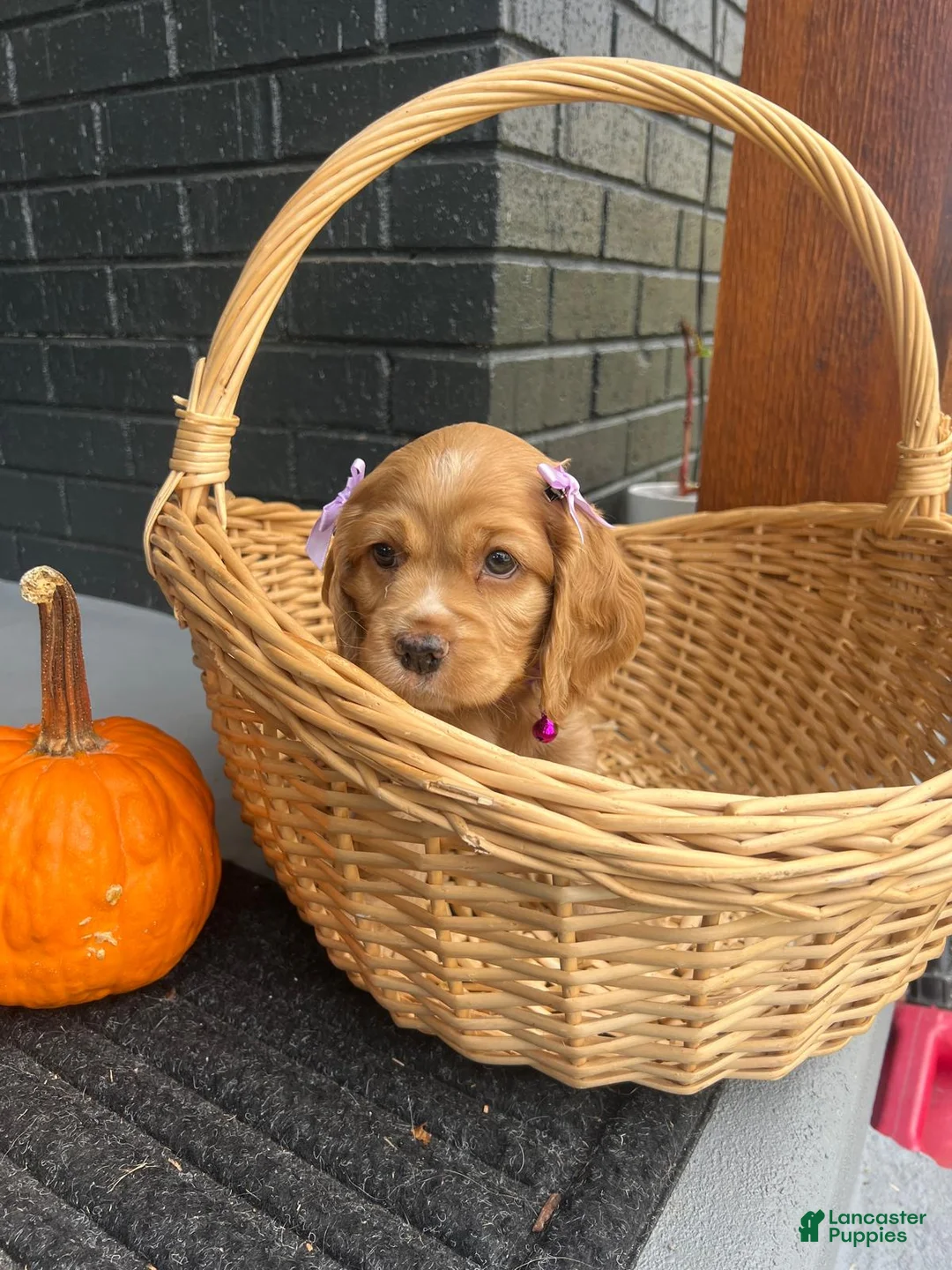Cocker Spaniel dogs for sale: Boo 🎃🤎 - Ad 1