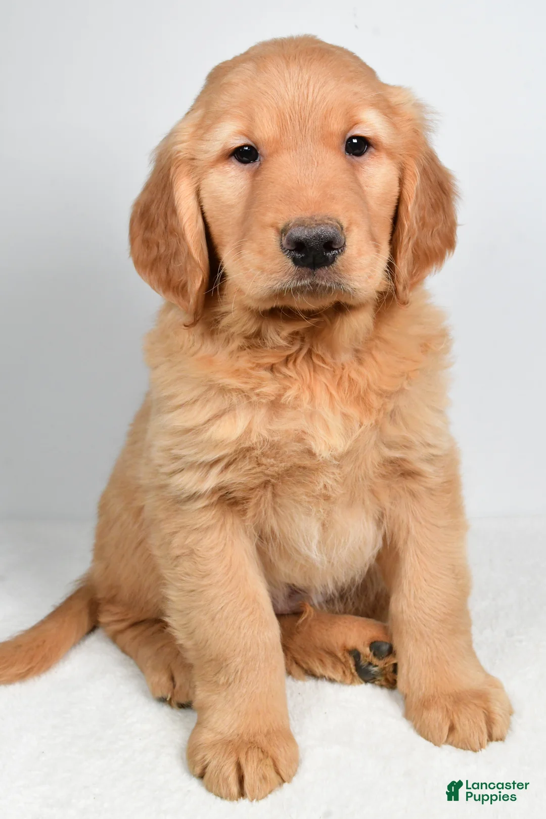 Golden Retriever dogs for sale: Ace - Ad 3