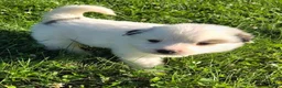 Great Pyrenees dogs for sale: James - Ad 32