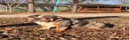 English Bulldog dogs for sale: Delia (darker Merle) - Ad 6