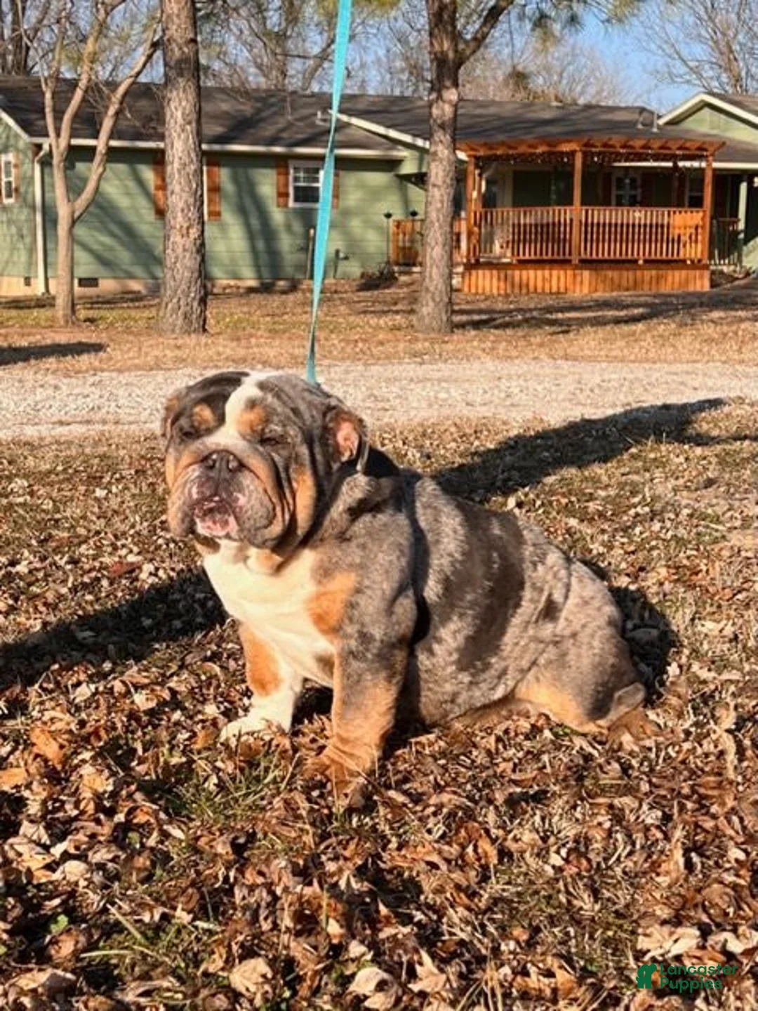 English Bulldog dogs for sale: Delia (darker Merle) - Ad 6