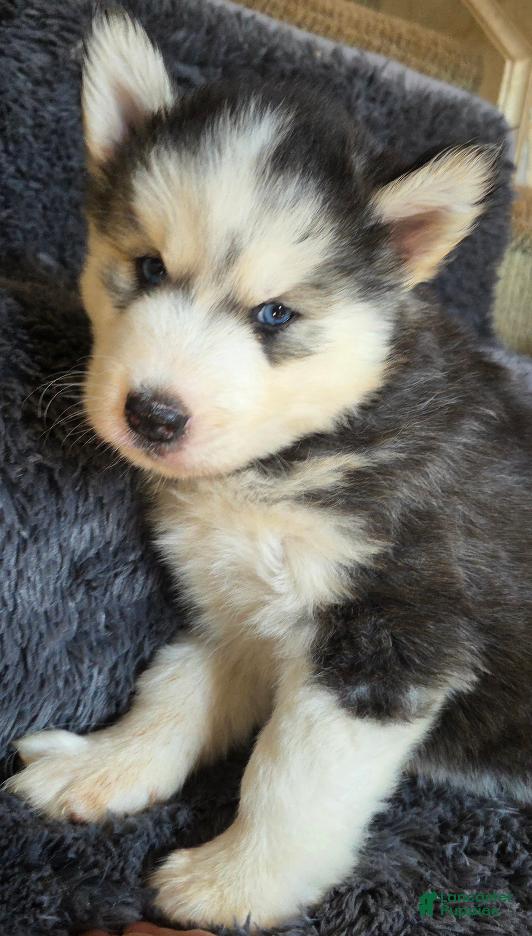 Siberian Husky dogs Toad - Ad 1