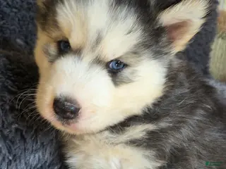 Siberian Husky dogs for sale: Toad - Ad 2