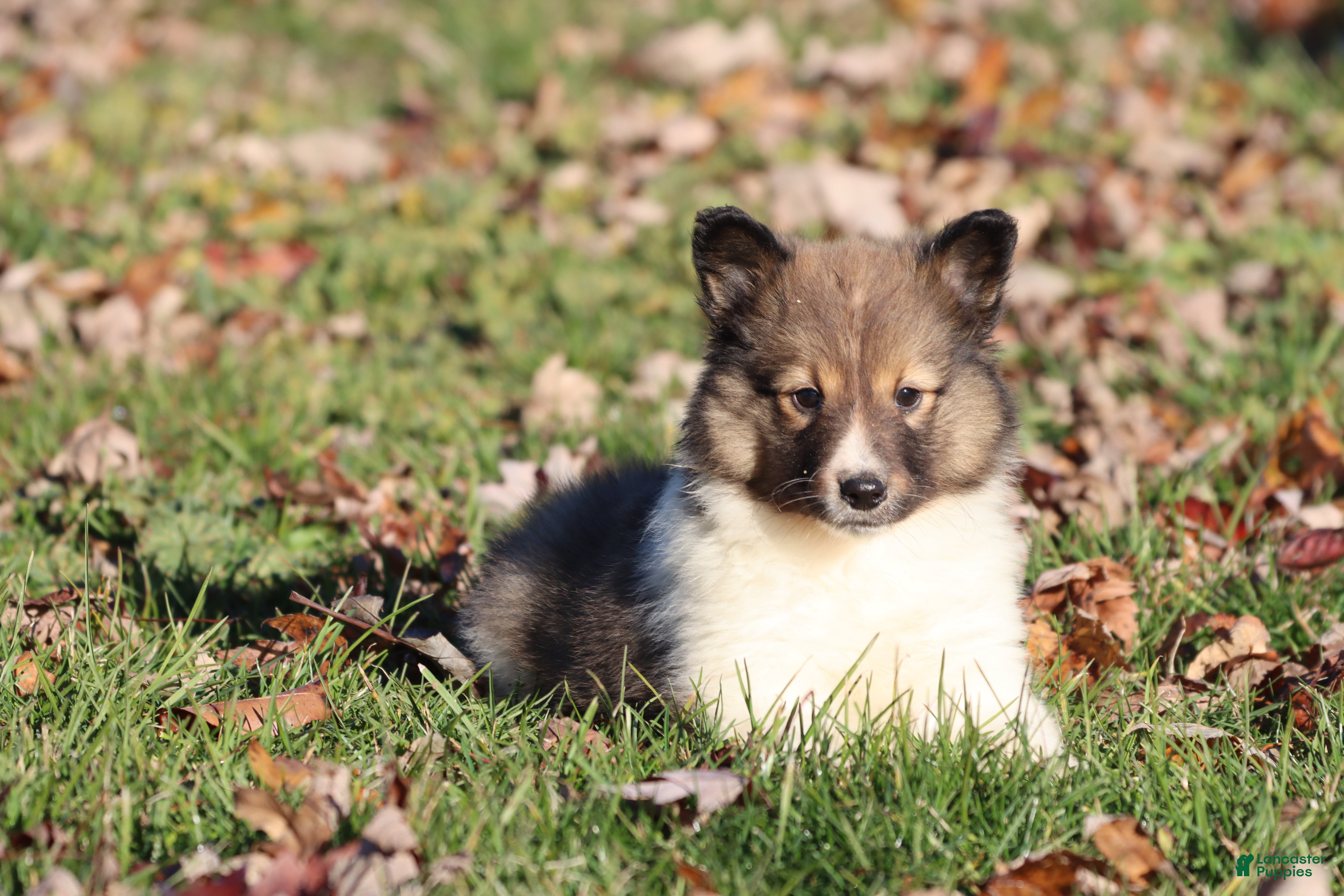 Shetland Sheepdog dogs Bentley  - Ad 19