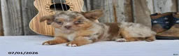 Chihuahua dogs for sale: Taco - Ad 3