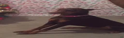 Doberman Pinscher dogs for sale: Moose - Ad 3