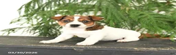 Jack Russell Terrier dogs for sale: Jewel - Ad 5