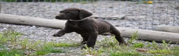 German Shorthaired Pointer dogs for sale: Buck - Ad 9
