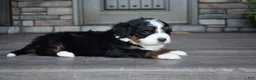 Mini Bernedoodle dogs for sale: Jewel - Ad 18