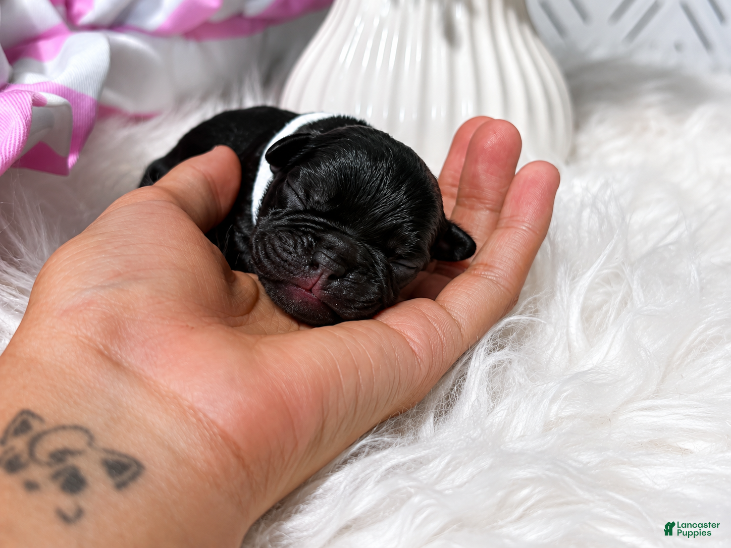 French Bulldog dogs French Bulldog 4 - Ad 4