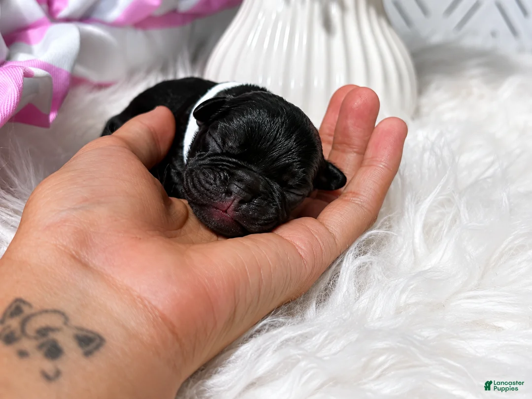 French Bulldog dogs for sale: French Bulldog 4 - Ad 1