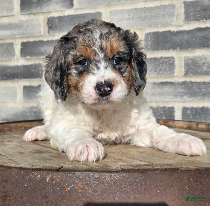 Mini Goldendoodle dogs Winnie - Ad 16