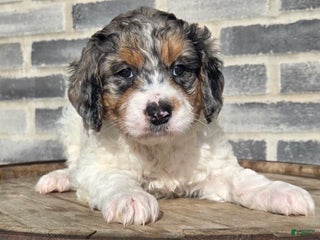 Mini Goldendoodle dogs Winnie - Ad 33