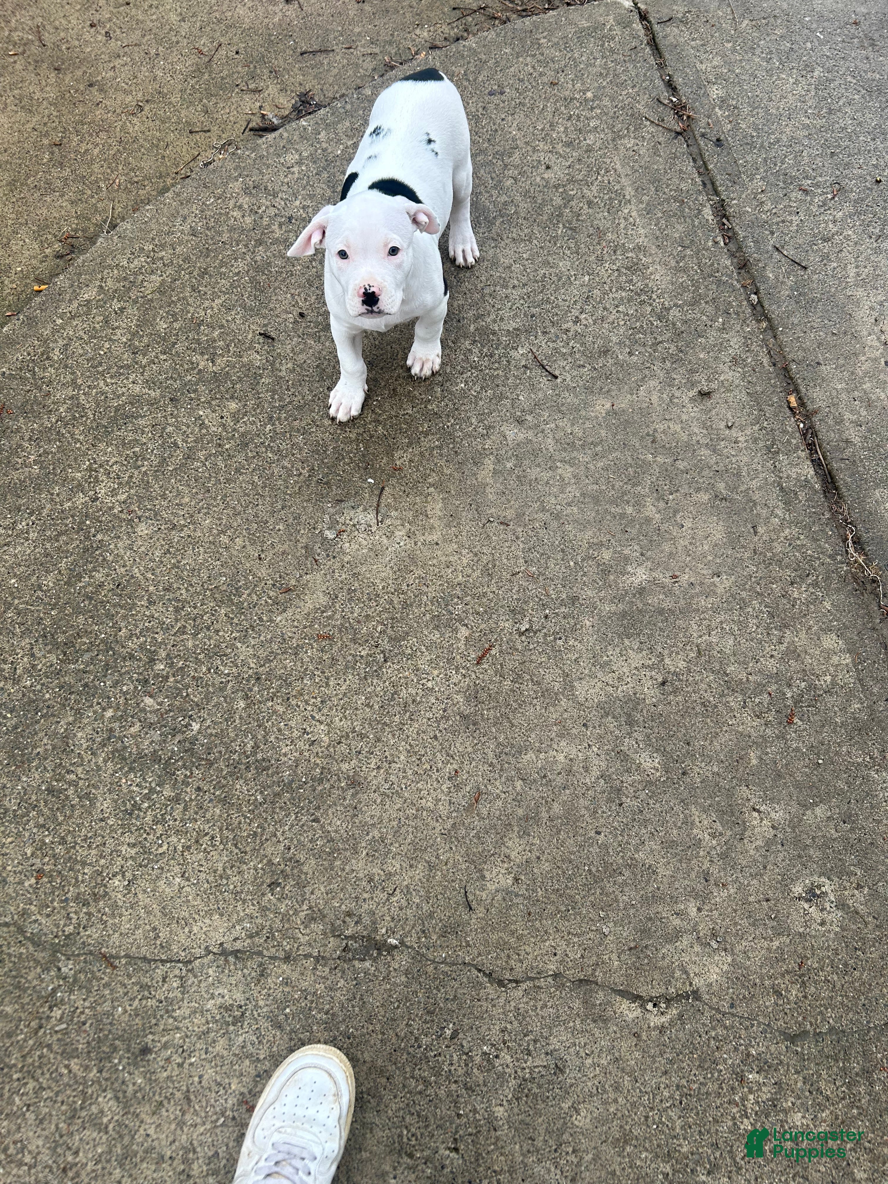 American Pit Bull Terrier dogs American Pit Bull Terrier Puppy 1 - Ad 21