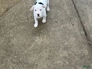 American Pit Bull Terrier dogs American Pit Bull Terrier Puppy 1 - Ad 21