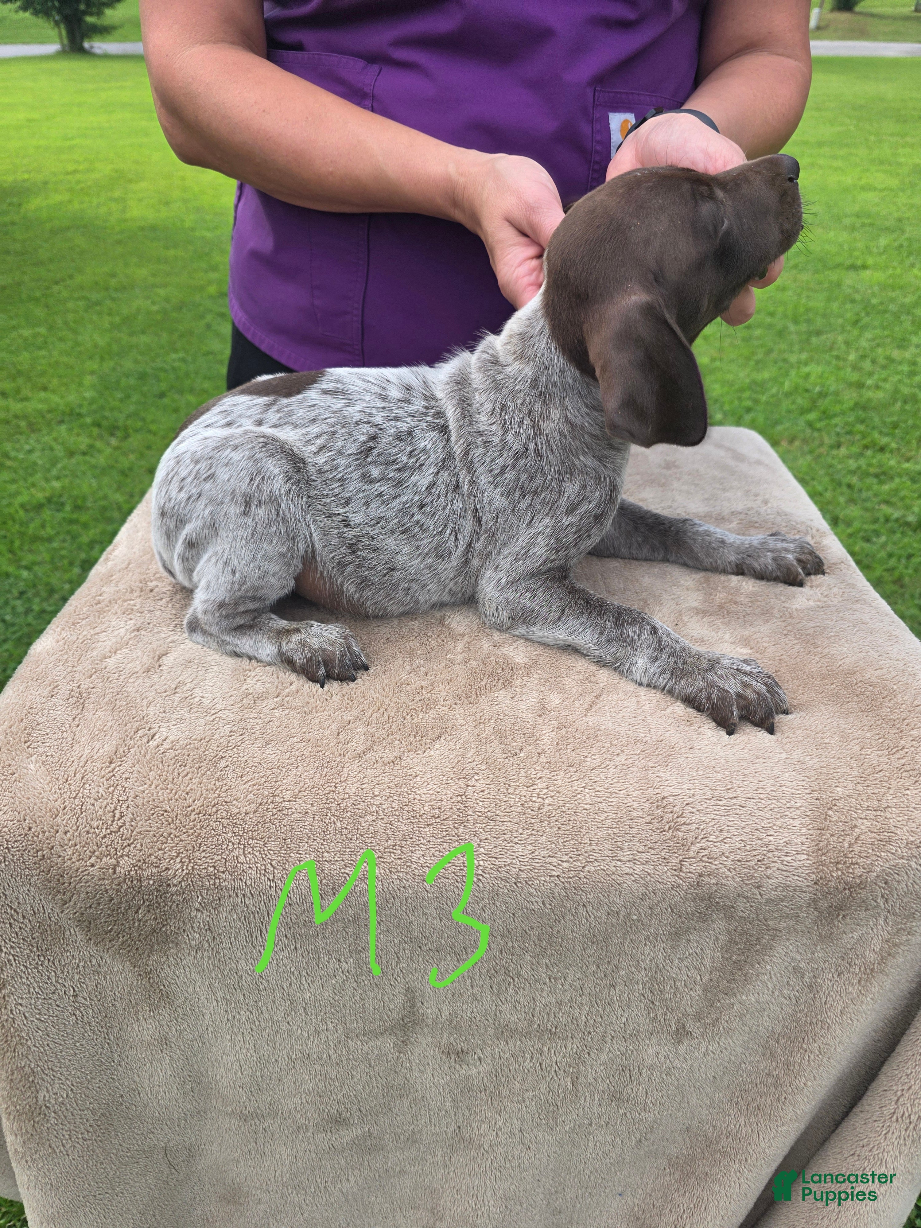 German Shorthaired Pointer dogs German Shorthaired Pointer 3 - Ad 35