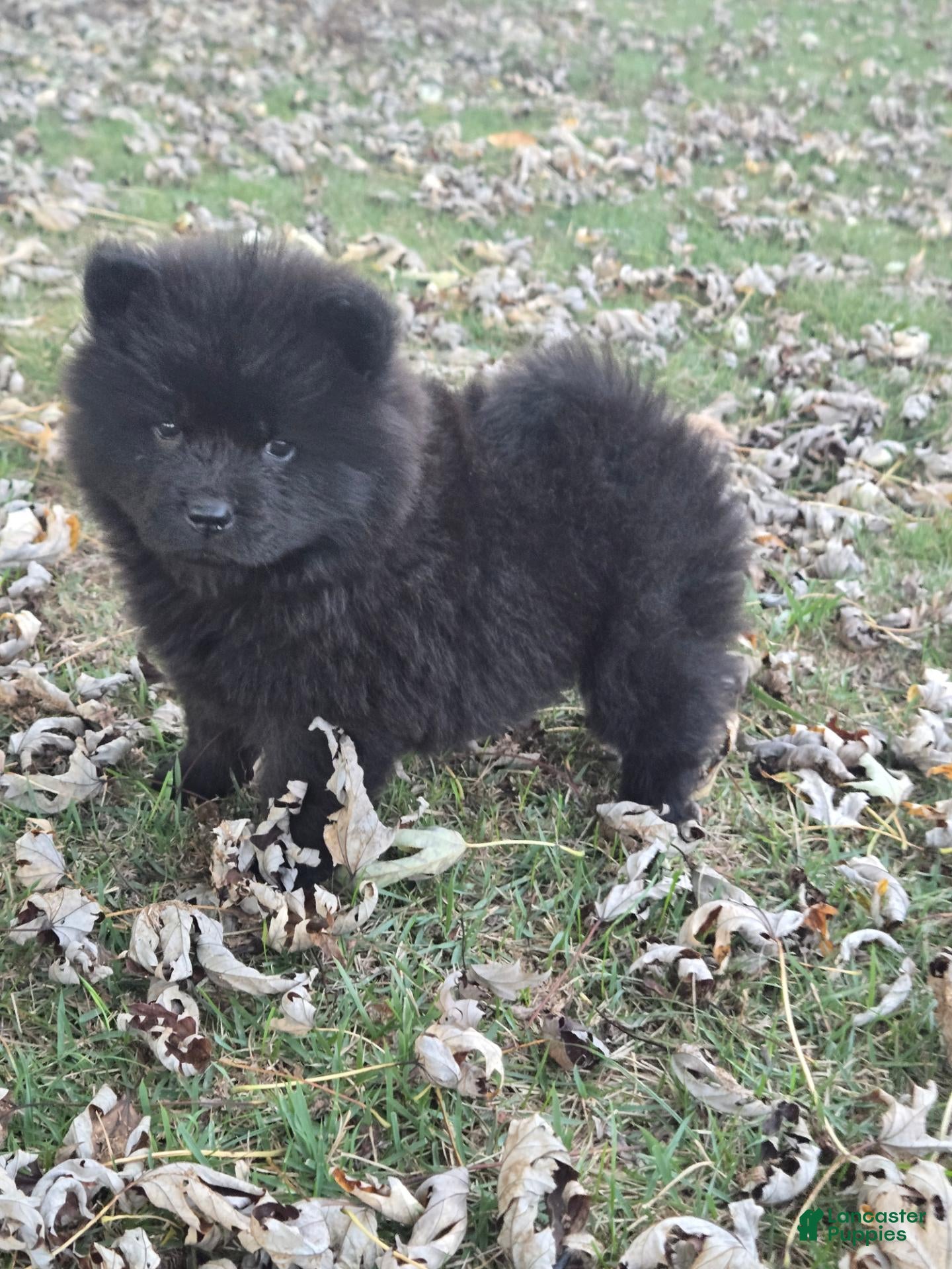 Chow Chow dogs for sale: Benny - Ad 4