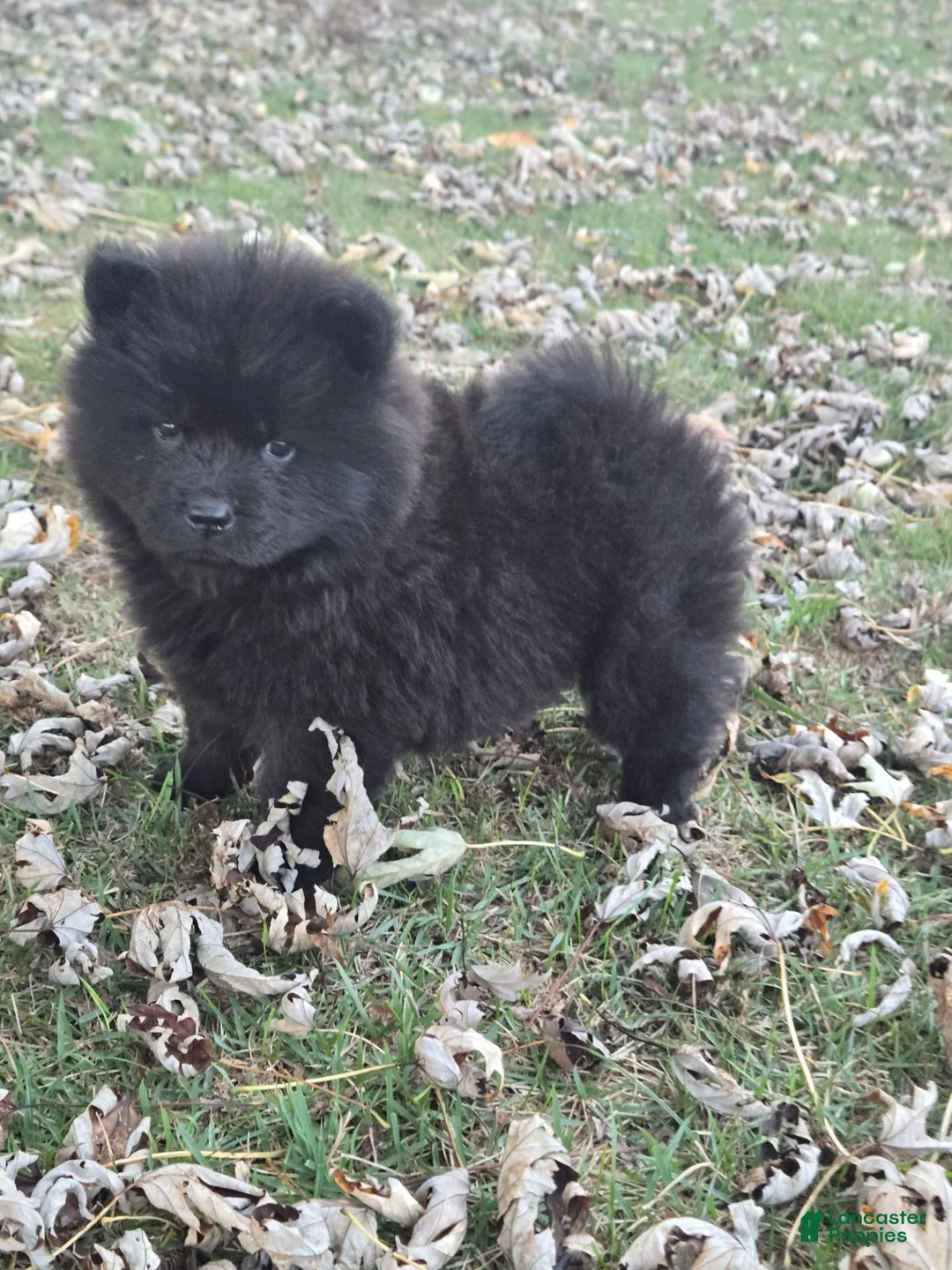 Chow Chow dogs for sale: Benny - Ad 1