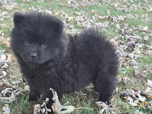 Chow Chow dogs for sale: Benny - Ad 4
