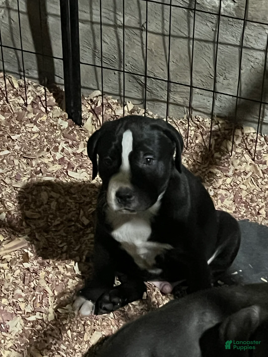 American Pit Bull Terrier dogs for sale: gustavo - Ad 3